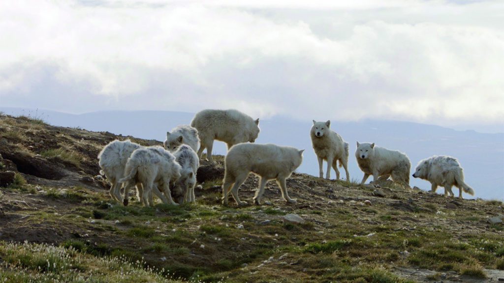 White Wolves – Ghosts of the Arctic Gran Paradiso Film Festival